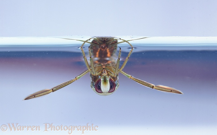 Water Boatman (Notonecta glauca) at water surface