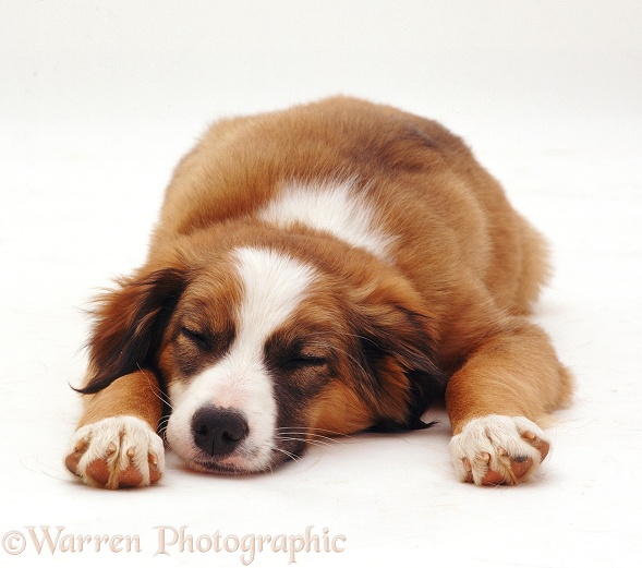 Sable Border Collie pup Liquorice, 14 weeks old, lying with his chin on the floor, white background