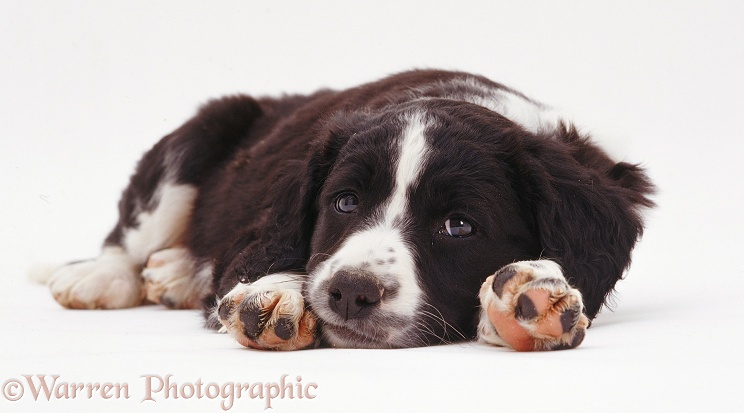 Border Collie x Spaniel puppy with its chin on the ground, white background