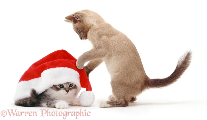 Kittens with Father Christmas hat, white background