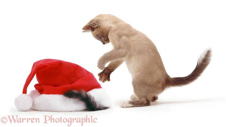 Kittens with Father Christmas hat, white background