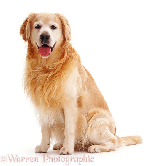 Golden Retriever dog, Teddy, sitting, white background