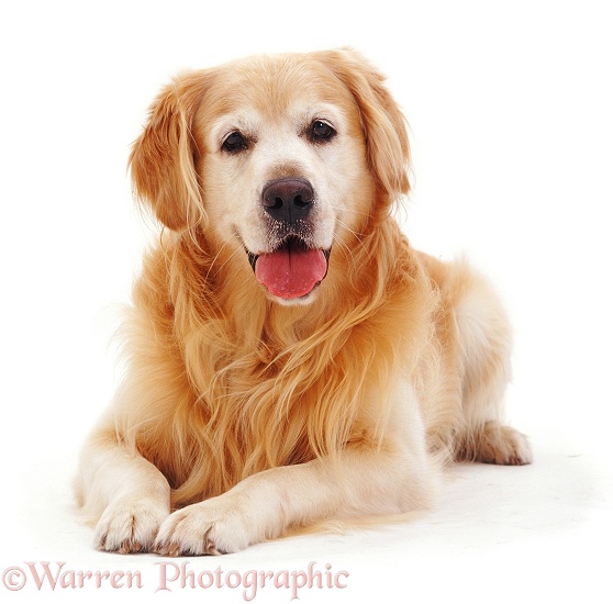 Golden Retriever dog, Teddy, lying with head up, white background