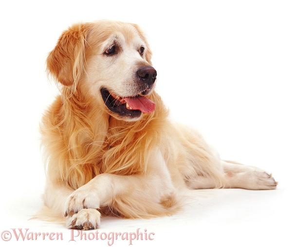 Golden Retriever dog, Teddy, lying with head up, white background