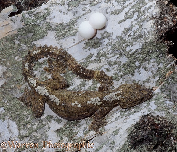 Flying Gecko (Ptychozoon kuhli) female with eggs.  S.E. Asia