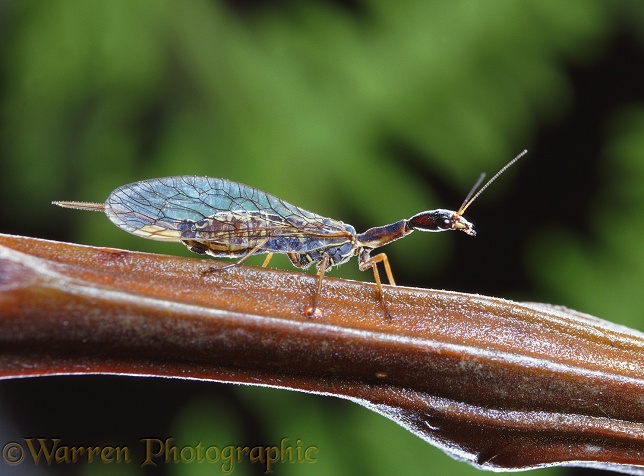 Snake Fly (Raphidia notata) female.  Europe