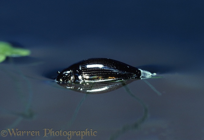 Whirligig Beetle (Gyrinus natator) resting on water surface.  Eurasia