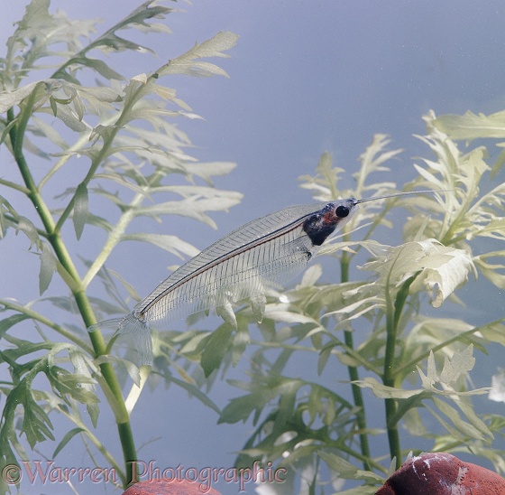 Glass Catfish (Kryptopterus bicirrhis).  South east Asia