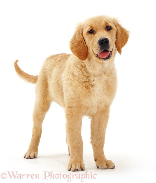 Golden Retriever pup Jasmine standing and wagging her tail, white background