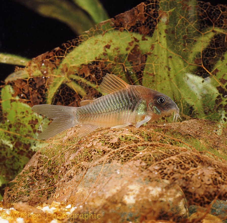 Bronze Armoured Catfish (Corydoras aeneus).  South America
