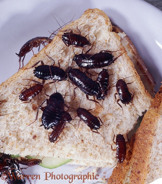 Oriental Cockroaches (Blatta blatta) feeding on a discarded sandwich
