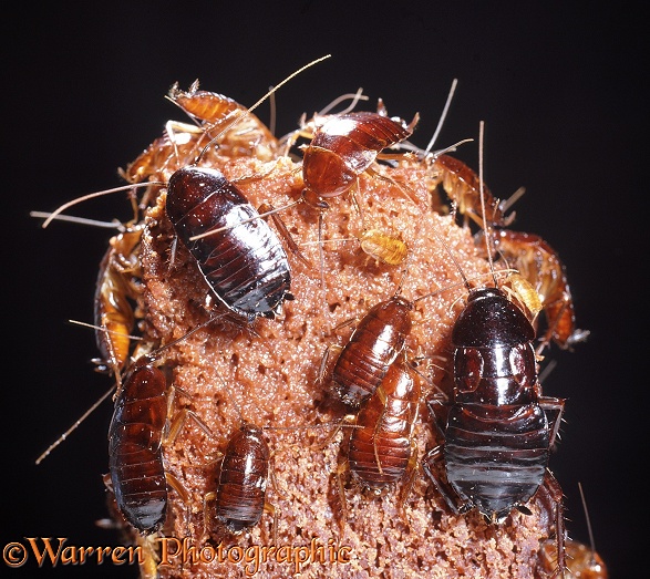 Oriental Cockroaches (Blatta blatta) feeding on a piece of cake.  Worldwide
