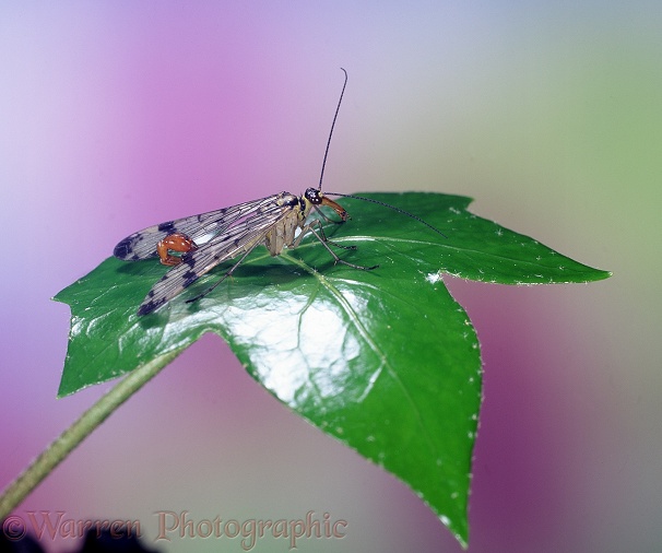 Scorpion Fly (Panorpa communis) male