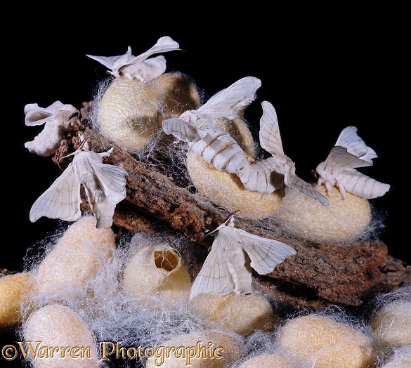 Mulberry Silk Moths (Bombyx mori) emerging from their cocoons