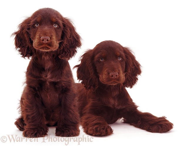 Chocolate Cocker Spaniel pups, 14 weeks old, white background