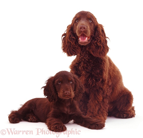 Chocolate Cocker Spaniel and pup, white background