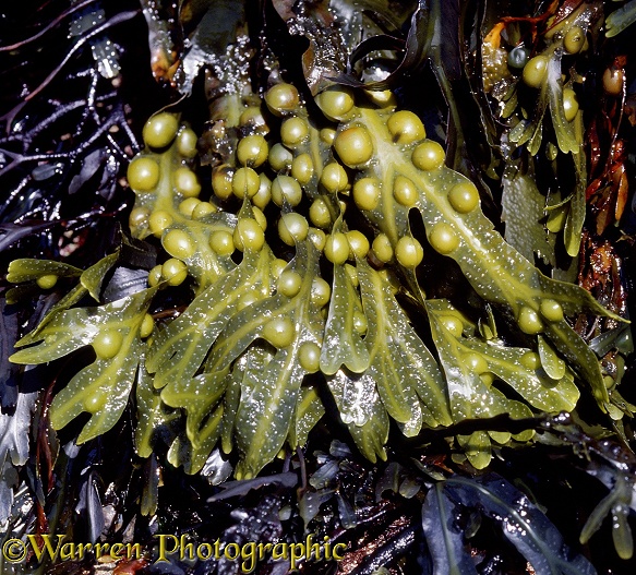 Bladder Wrack (Fucus vesiculosus) exposed at low tide.  Atlantic coasts