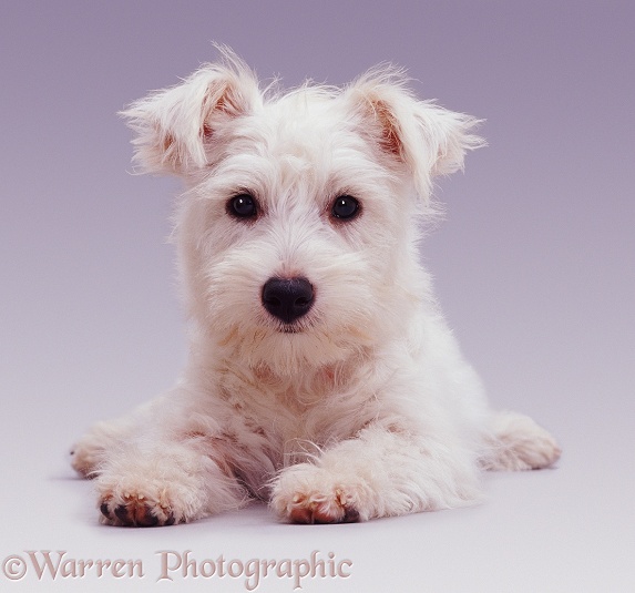 West Highland White Terrier pup Amber, 5 months old, lying down with head up