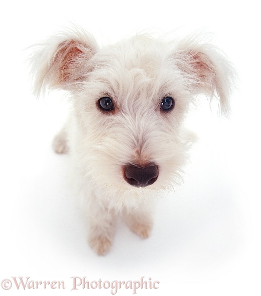 West Highland White Terrier pup Amber, 5 months old, looking up, white background