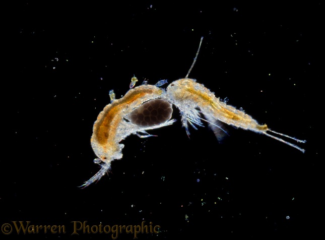 Freshwater Harpacticoid copepods, male holding egg-carrying female