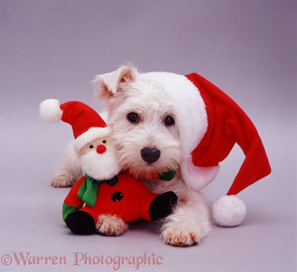 West Highland White Terrier pup Amber, 5 months old, in a Christmas hat