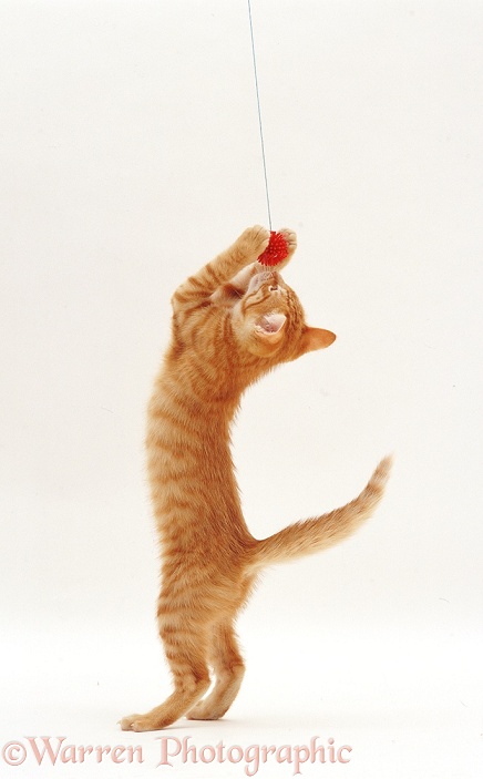 Playful ginger kitten, white background