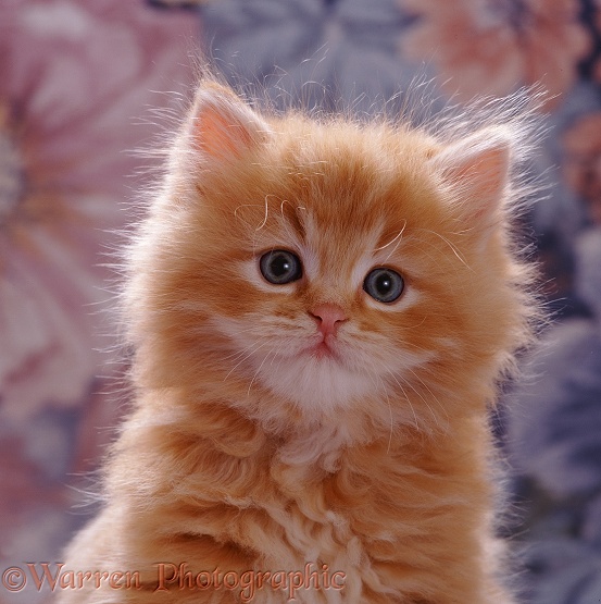 Fluffy ginger male kitten, 7 weeks old