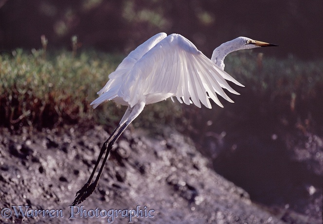 Great White Egret (Egretta alba) taking off from a mud bank.  Worldwide in warm climates