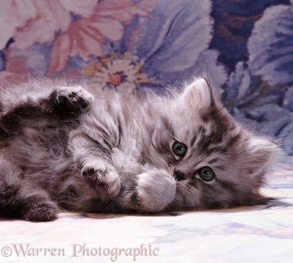 Portrait of fluffy silver tabby kitten (Cosmos x Specs), 7 weeks old