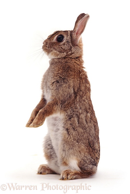 Agouti dwarf rabbit standing up, white background