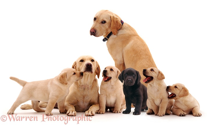 Pair of Yellow Labradors with four yellow and one black puppy, white background