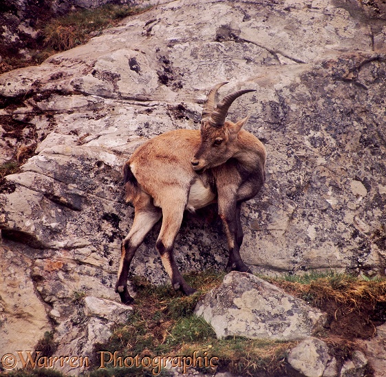 Alpine Ibex (Capra ibex).  Europe