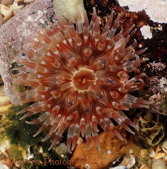 Dahlia Anemone (Tealia felina) in a rock pool at low tide.  Atlantic coasts