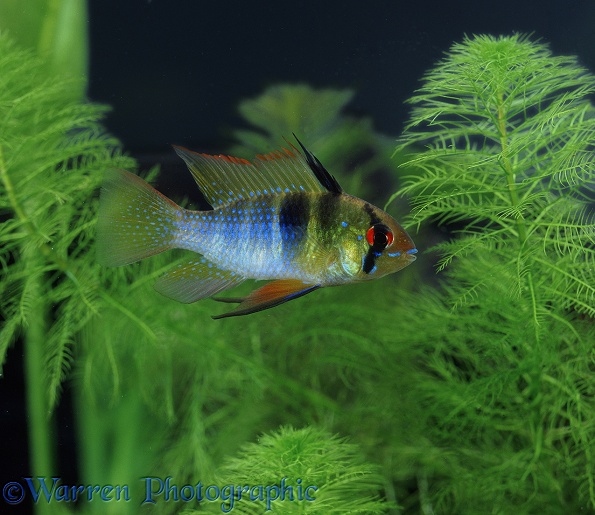 Dwarf Cichlid (Apistogramma ramirezi). Amazon