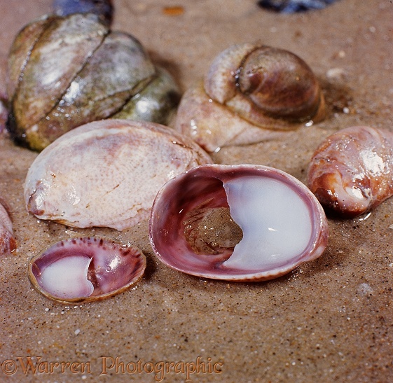 Slipper Limpet (Crepidula fornicata) shells with hiding crab on a sandy beach.  Atlantic coasts