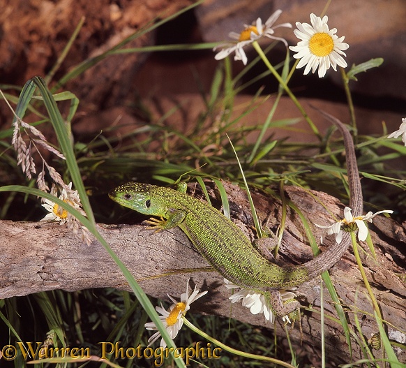Emerald Lizard (Lacerta viridis).  Europe
