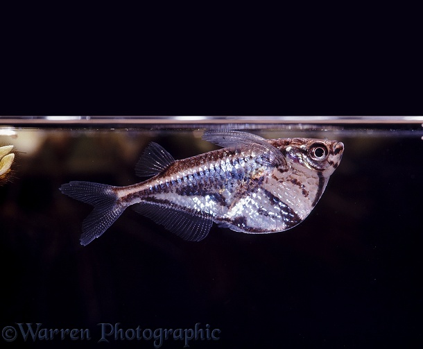 Marbled Hatchetfish (Carnegiella strigata). Amazon