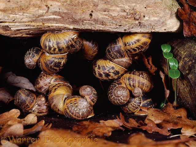 Garden Snails (Helix aspersa) hibernating in a sheltered alcove beneath a log.  Europe