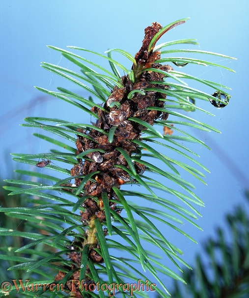 Plant bugs (Scolopostethus decoratus) congregating on Douglas Fir (Pseudotsuga menziesii) before going into hibernation.  Europe