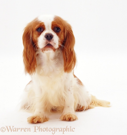 Cavalier King Charles Spaniel, white background