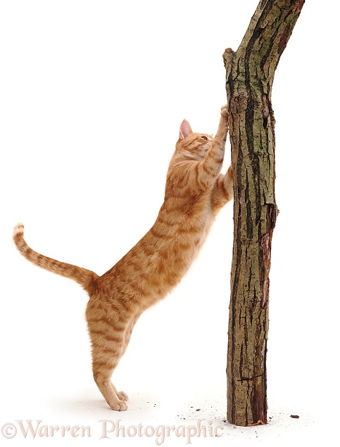 Ginger cat Sparky stropping on a vertical post, white background