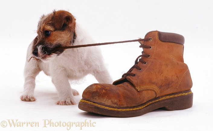 Jack Russell Terrier pup Geri pulling a shoelace, white background