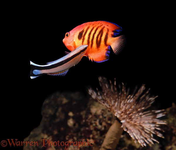 Cleaner Wrasse (Labroides dimidiatus) cleaning Flame Dwarf Angel (Centropyge loriculus).  Hawaii