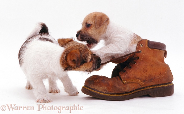 Jack Russell Terrier pups Gina and Geri playing with a shoe, white background