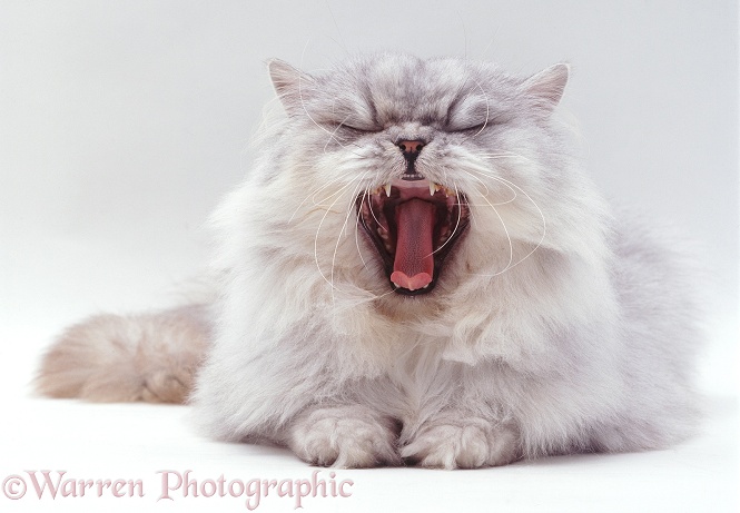 Silver tabby chinchilla Persian male cat Cosmos yawning, white background