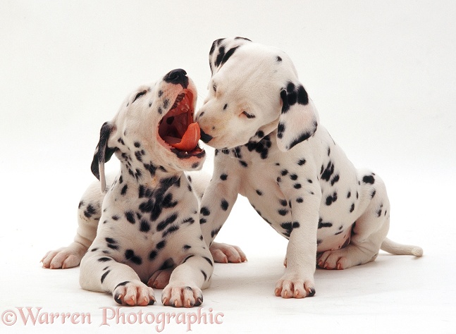 Dalmatian pups, 6 weeks old, one yawning, white background