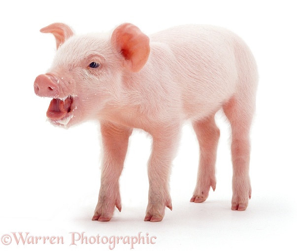 Week-old Middle White piglet burping after drinking milk, white background