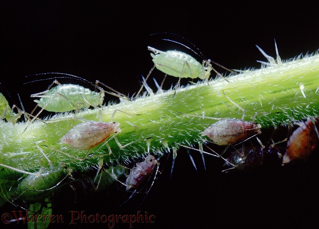 Green aphids on a plant stem