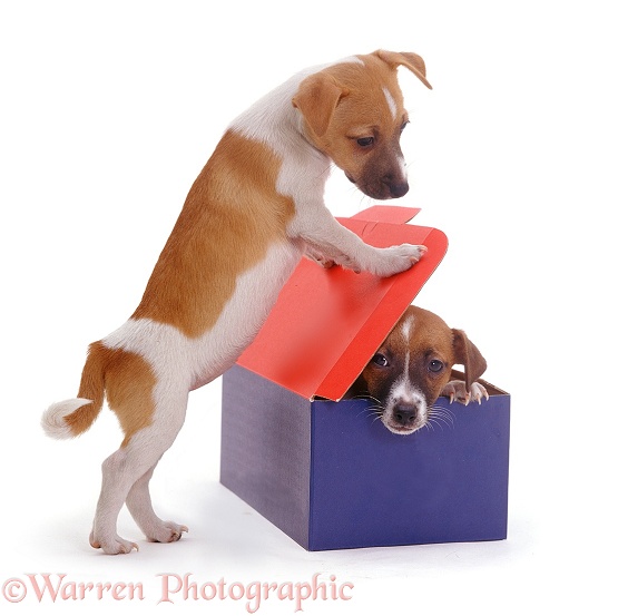 Jack Russell Terrier pups, Gertie & Gary, playing with a cardboard box, white background