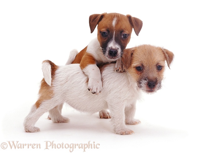 Jack Russell Terrier pups, Gary & Geri, white background